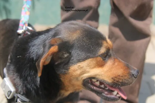 Pies do adopcji, Nowy Dwór Mazowiecki, 26 czerwca 2025 (2/4)