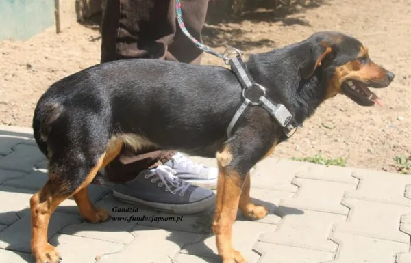 Pies do adopcji, Nowy Dwór Mazowiecki, 26 czerwca 2025 (4/4)