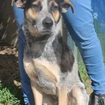 Pies do adopcji