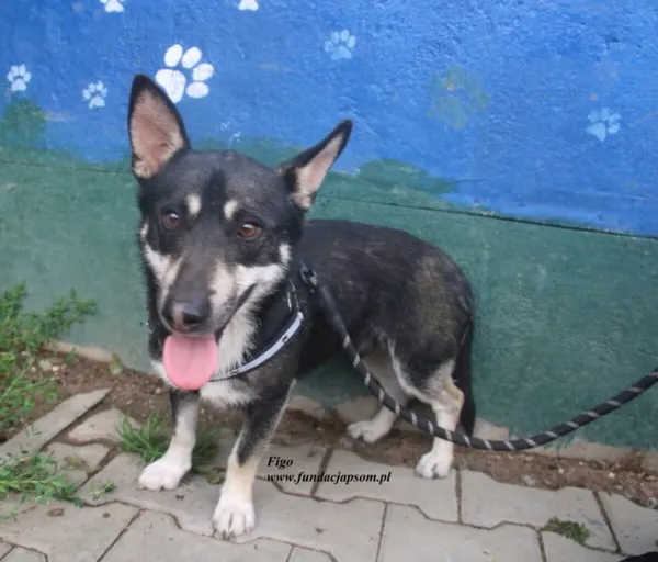 Pies do adopcji, Nowy Dwór Mazowiecki, 25 czerwca 2025 (2/4)