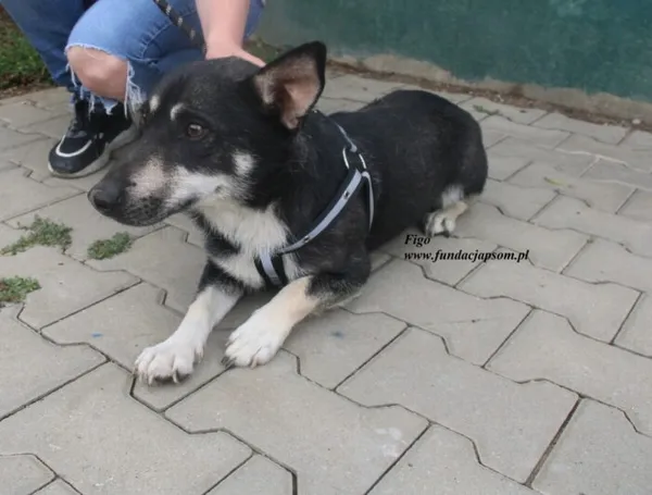 Pies do adopcji, Nowy Dwór Mazowiecki, 25 czerwca 2025 (3/4)