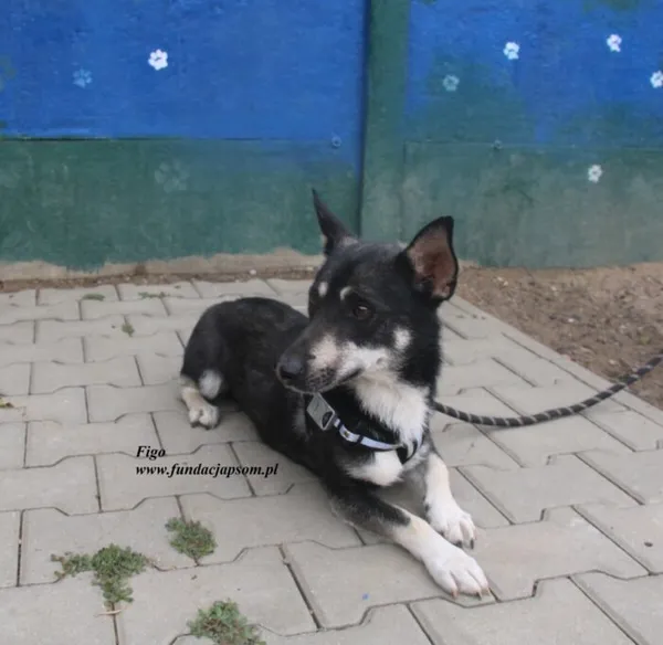 Pies do adopcji, Nowy Dwór Mazowiecki, 25 czerwca 2025 (4/4)
