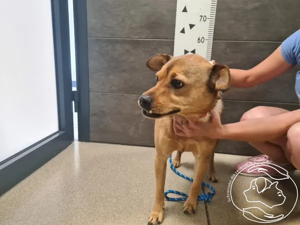 Znaleziono psa, Chełmek, 26 czerwca 2025