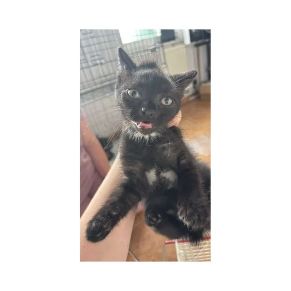 Znaleziono kota, Białystok, 25 czerwca 2025