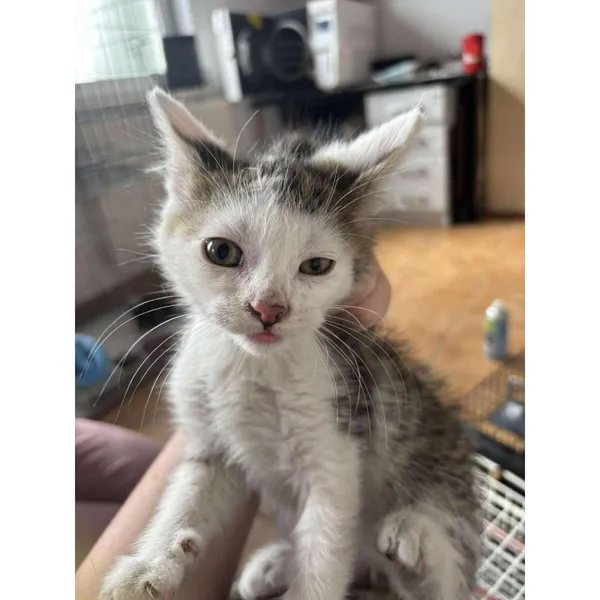 Znaleziono kota, Białystok, 25 czerwca 2025