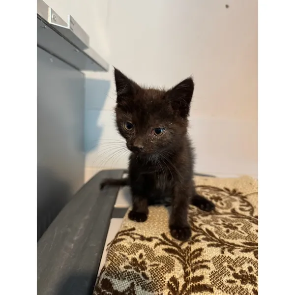 Znaleziono kota, Białystok, 26 czerwca 2025