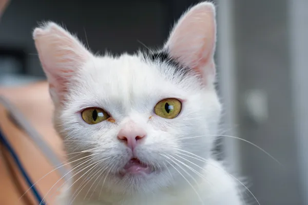 Znaleziono kota, Sosnowiec, 25 czerwca 2025 (2/2)