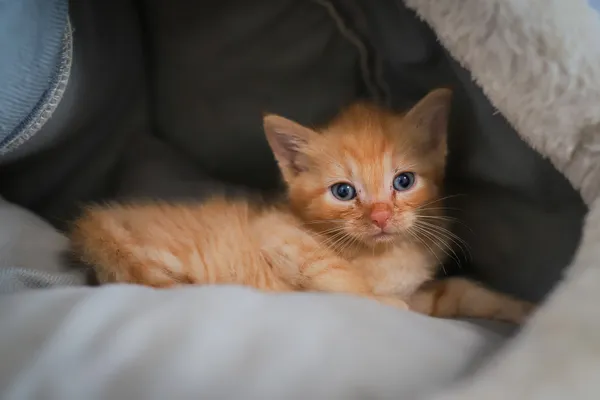 Znaleziono kota, Sosnowiec, 23 czerwca 2025 (2/4)