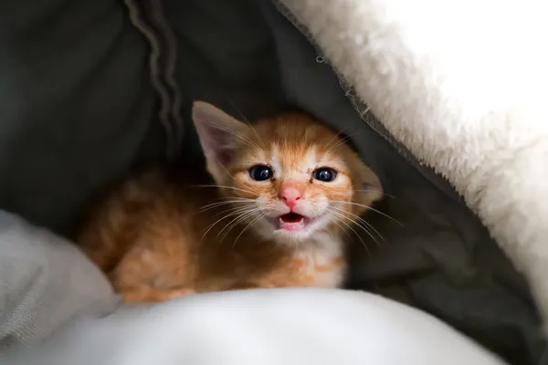 Znaleziono kota, Sosnowiec, 23 czerwca 2025 (1/5)