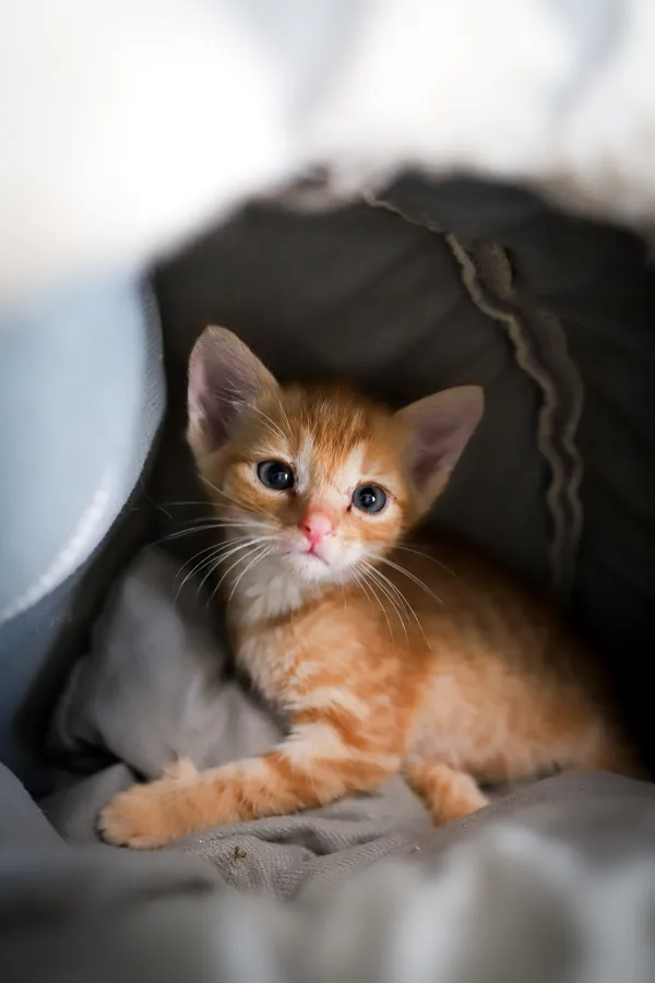 Znaleziono kota, Sosnowiec, 23 czerwca 2025 (3/5)