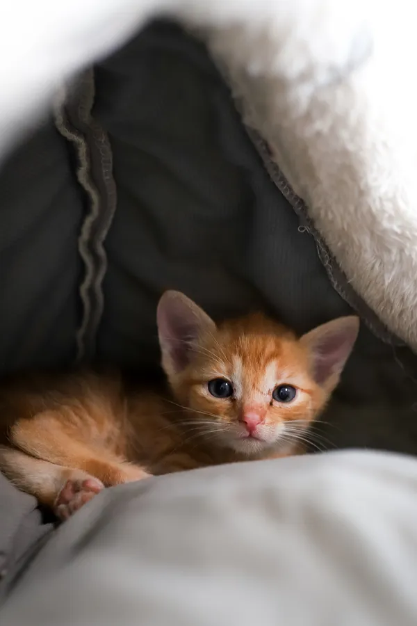 Znaleziono kota, Sosnowiec, 23 czerwca 2025 (4/5)