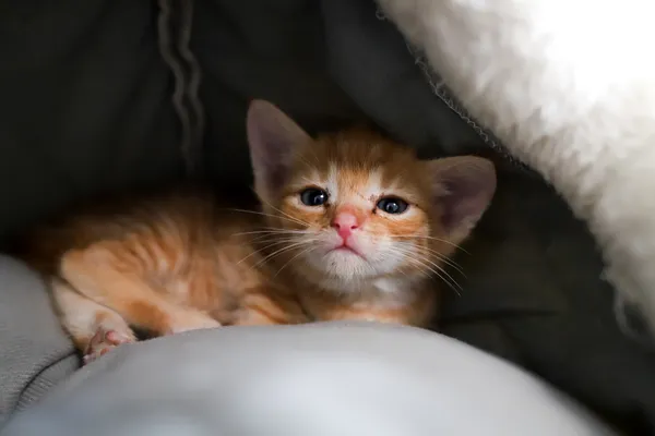 Znaleziono kota, Sosnowiec, 23 czerwca 2025 (5/5)