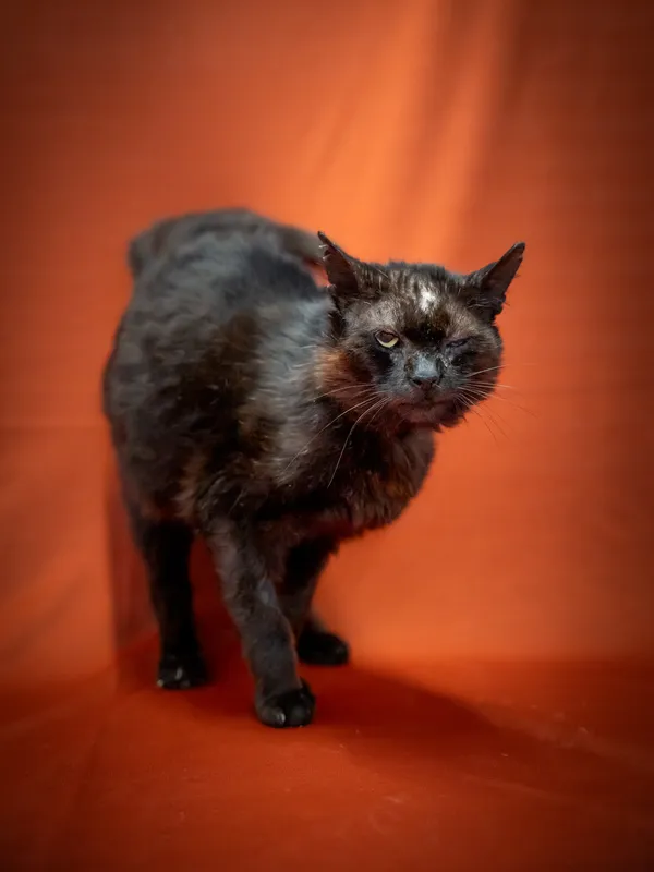 Znaleziono kota, Sosnowiec, 23 czerwca 2025 (1/3)