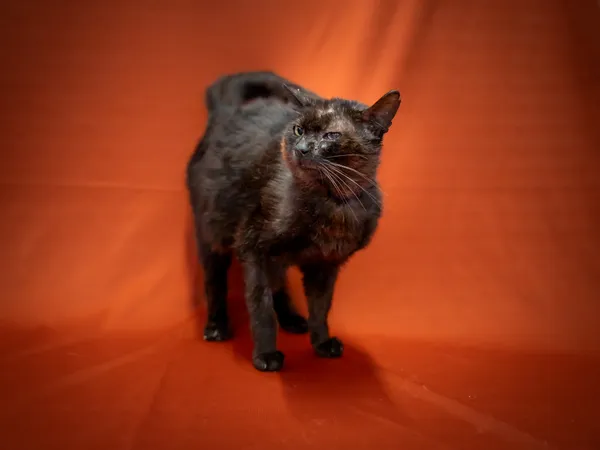 Znaleziono kota, Sosnowiec, 23 czerwca 2025 (2/3)