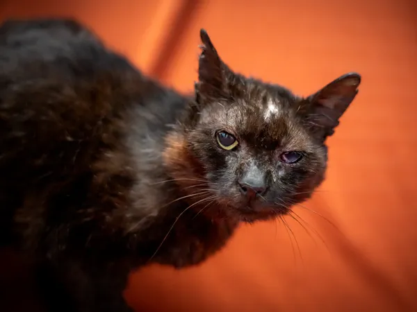 Znaleziono kota, Sosnowiec, 23 czerwca 2025 (3/3)