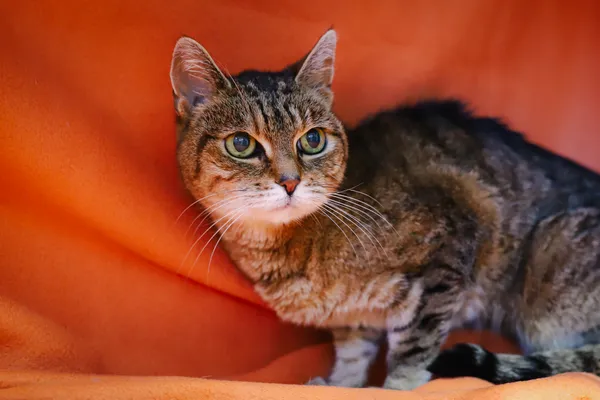 Znaleziono kota, Sosnowiec, 21 czerwca 2025 (2/5)