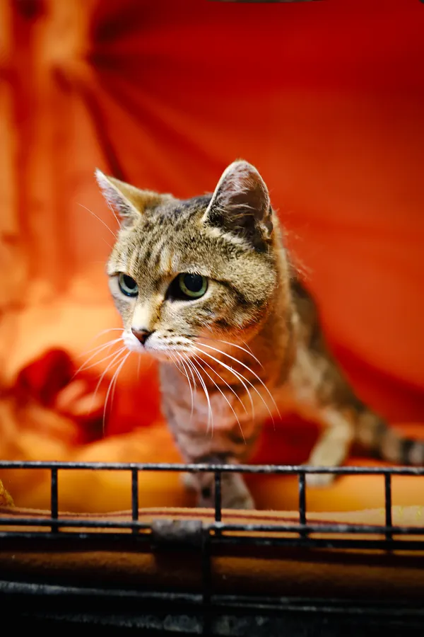 Znaleziono kota, Sosnowiec, 21 czerwca 2025 (3/5)