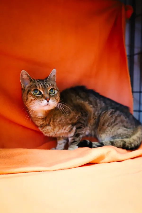 Znaleziono kota, Sosnowiec, 21 czerwca 2025 (4/5)