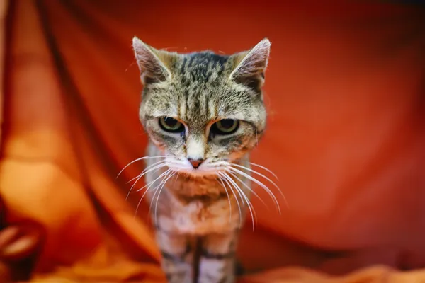 Znaleziono kota, Sosnowiec, 21 czerwca 2025 (5/5)