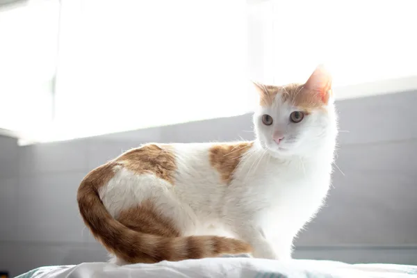 Znaleziono kota, Sosnowiec, 21 czerwca 2025 (2/5)