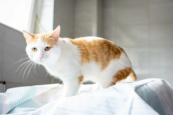 Znaleziono kota, Sosnowiec, 21 czerwca 2025 (3/5)