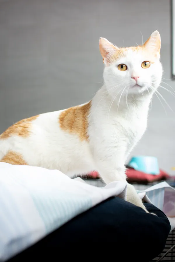 Znaleziono kota, Sosnowiec, 21 czerwca 2025 (4/5)