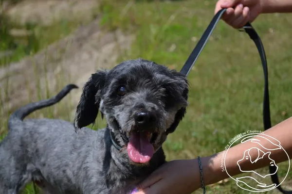 Pies do adopcji, Chełmek, 10 czerwca 2025