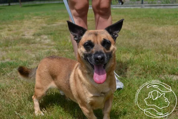 Pies do adopcji, Chełmek, 8 czerwca 2025