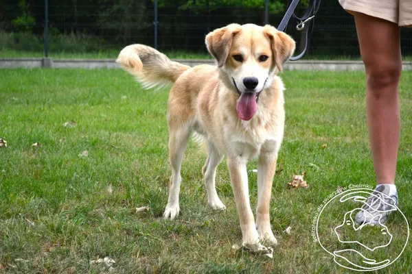 Pies do adopcji, Chełmek, 6 czerwca 2025