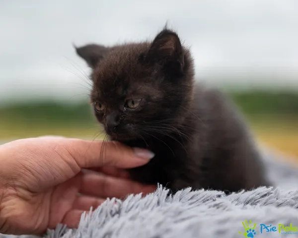 Kot do adopcji, Racławice, 24 czerwca 2025 (1/5)