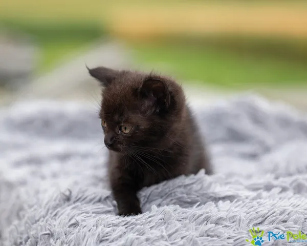 Kot do adopcji, Racławice, 24 czerwca 2025 (3/5)