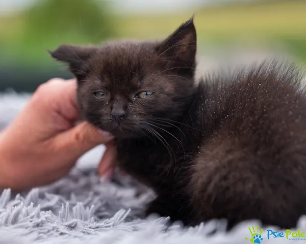 Kot do adopcji, Racławice, 24 czerwca 2025 (4/5)