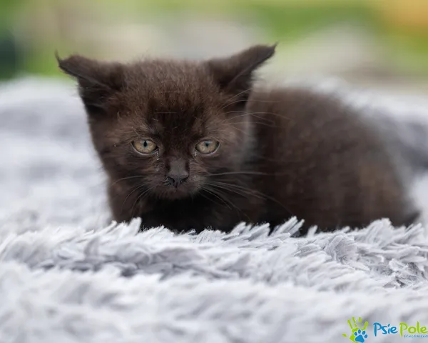 Kot do adopcji, Racławice, 24 czerwca 2025 (5/5)