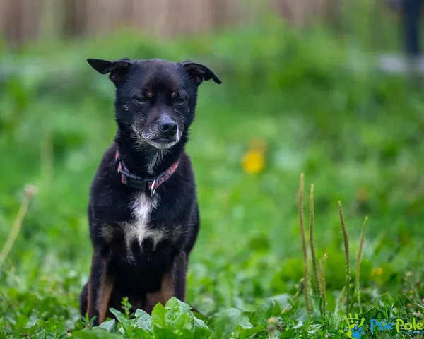 Znaleziono psa, Racławice, 23 czerwca 2025 (1/5)