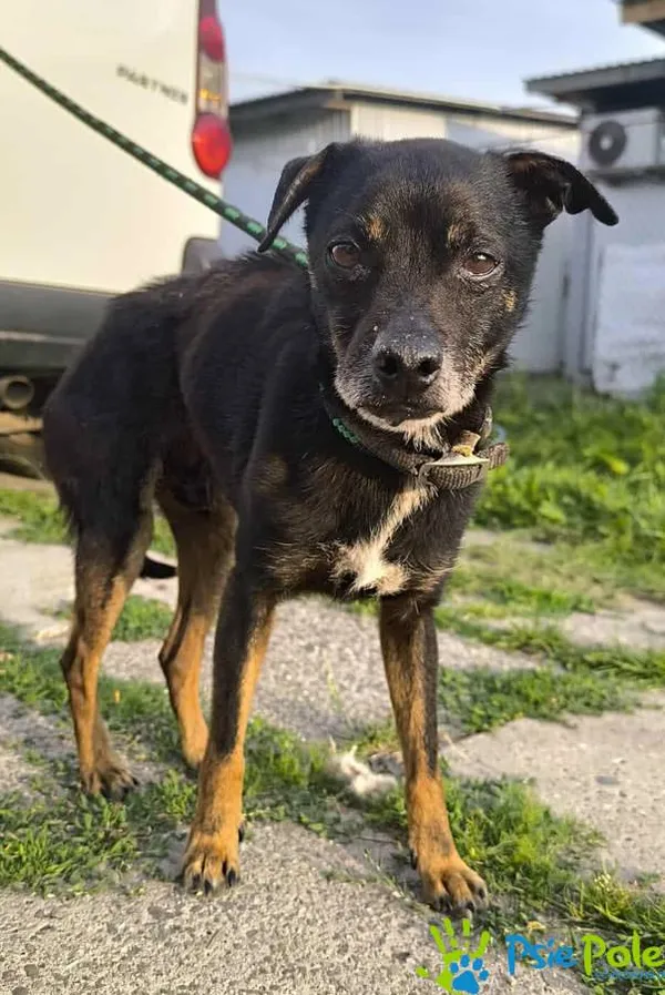 Znaleziono psa, Racławice, 23 czerwca 2025 (2/5)