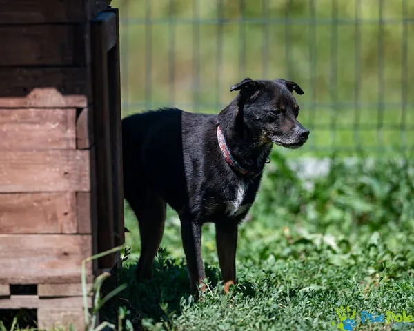 Znaleziono psa, Racławice, 23 czerwca 2025 (5/5)