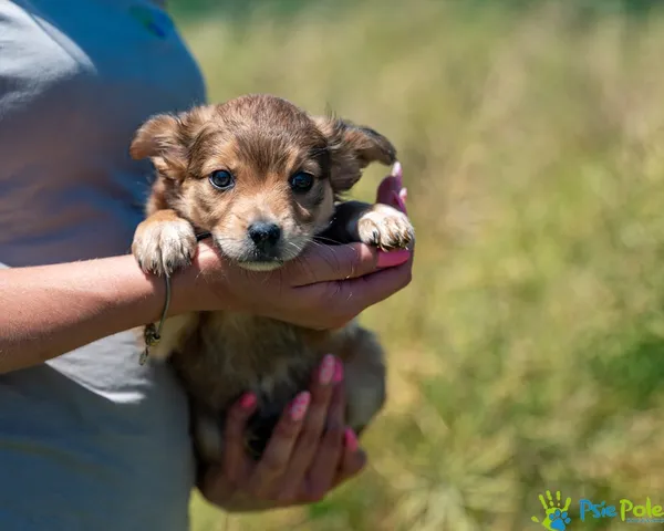 Znaleziono psa, Racławice, 23 czerwca 2025 (1/5)