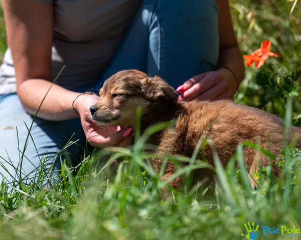 Znaleziono psa, Racławice, 23 czerwca 2025 (3/5)