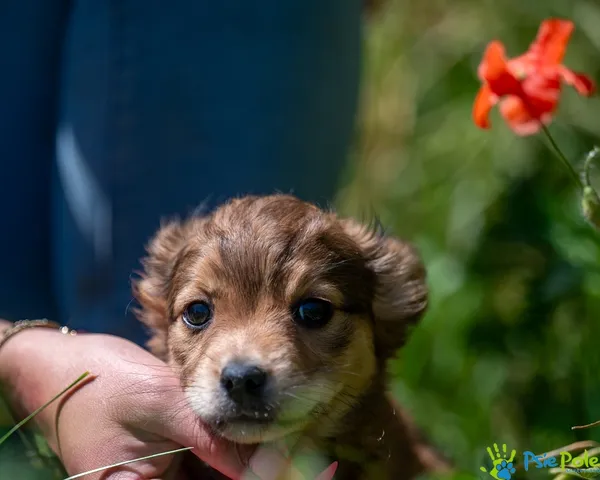 Znaleziono psa, Racławice, 23 czerwca 2025 (4/5)