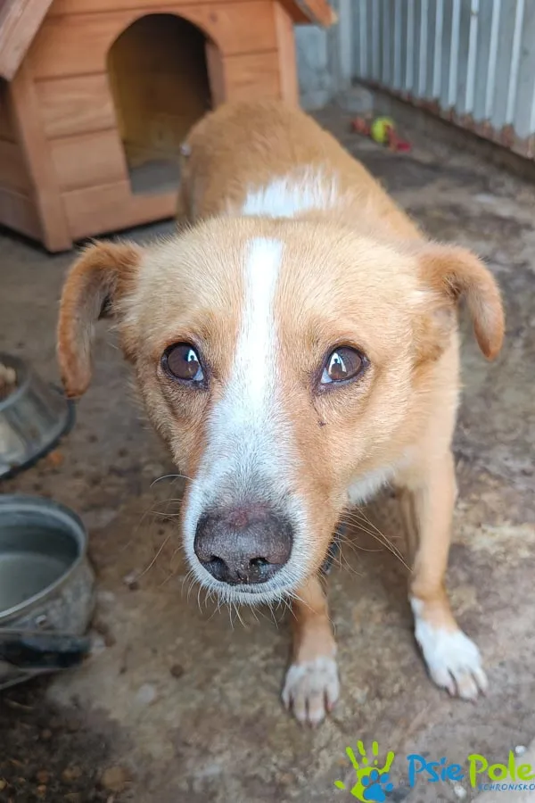 Znaleziono psa, Racławice, 22 czerwca 2025 (2/4)