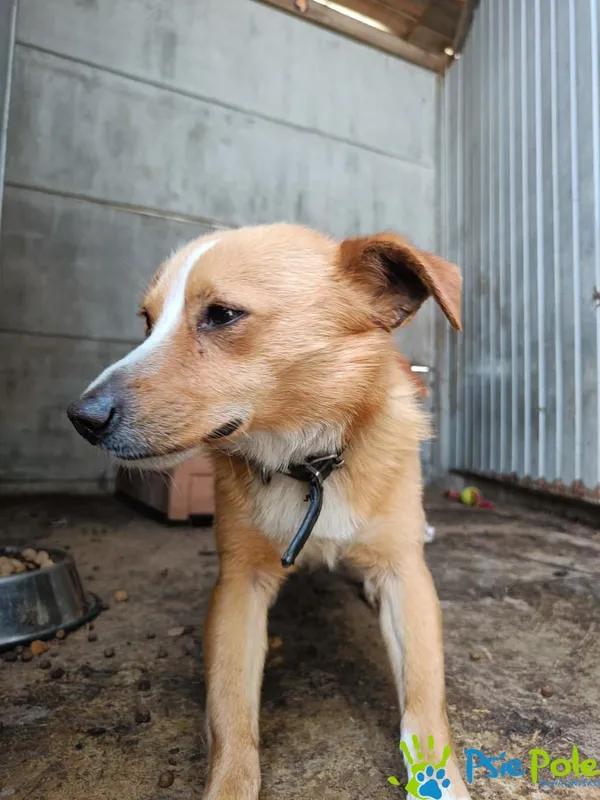 Znaleziono psa, Racławice, 22 czerwca 2025 (3/4)