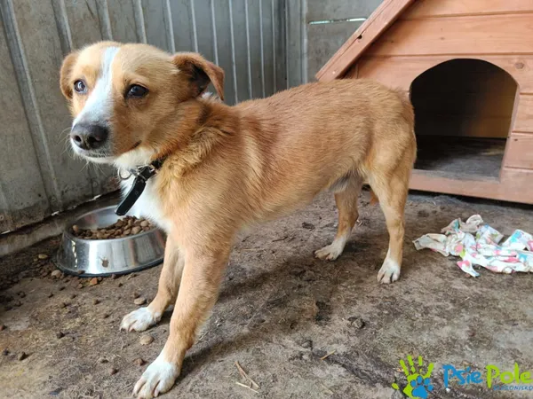 Znaleziono psa, Racławice, 22 czerwca 2025 (4/4)