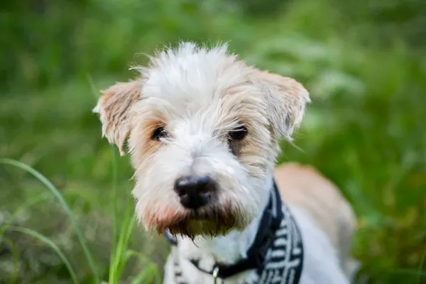 Pies do adopcji, Sosnowiec, 24 czerwca 2025 (1/5)