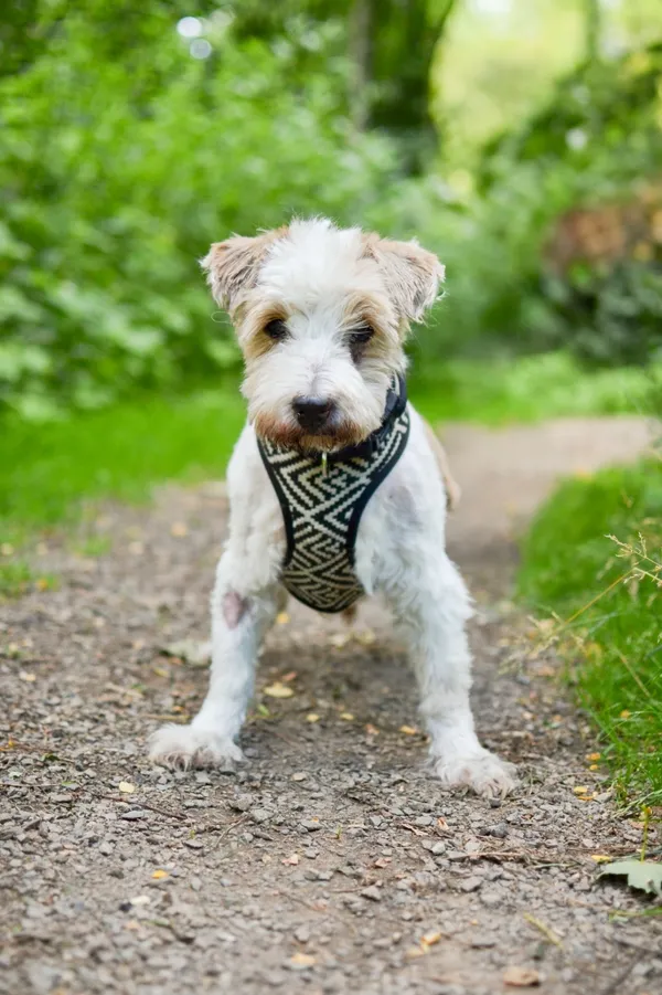 Pies do adopcji, Sosnowiec, 24 czerwca 2025 (2/5)