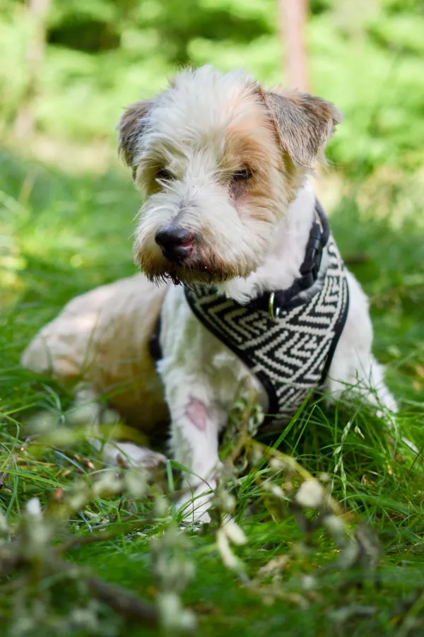 Pies do adopcji, Sosnowiec, 24 czerwca 2025 (5/5)