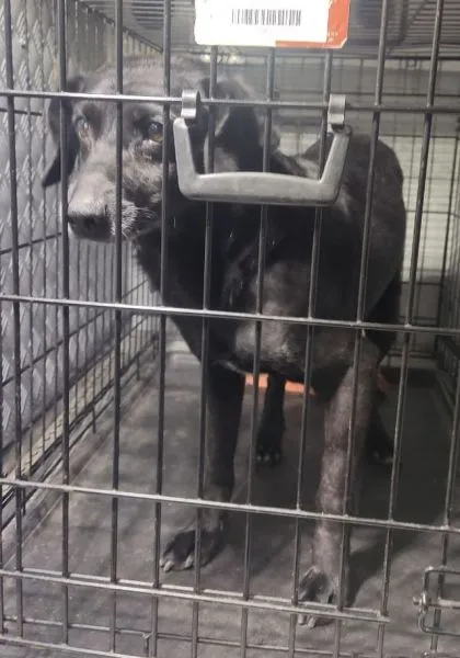 Znaleziono psa, Radom, 25 czerwca 2025