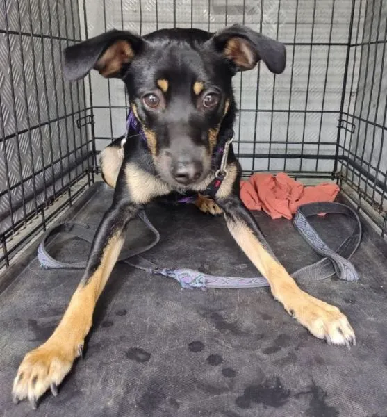 Znaleziono psa, Radom, 25 czerwca 2025