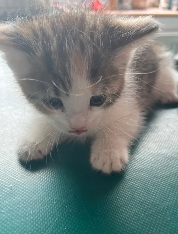 Znaleziono kota, Dobra, 26 czerwca 2025