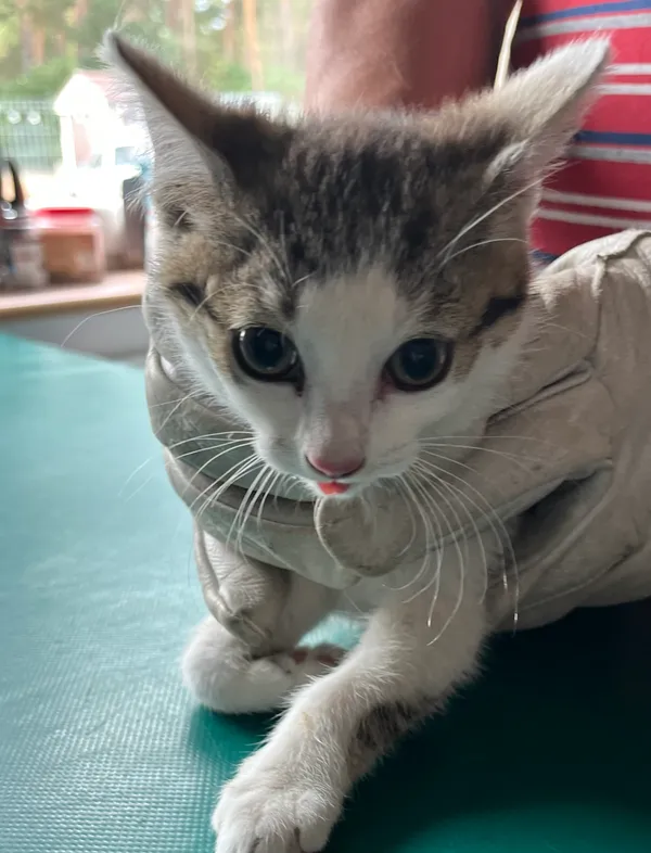 Znaleziono kota, Dobra, 26 czerwca 2025