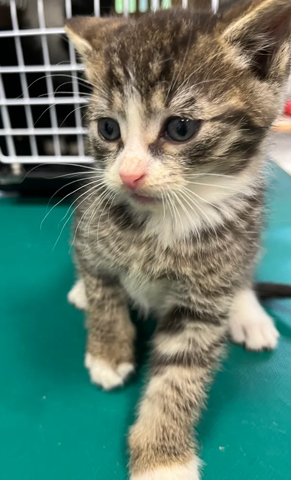 Znaleziono kota, Dobra, 25 czerwca 2025